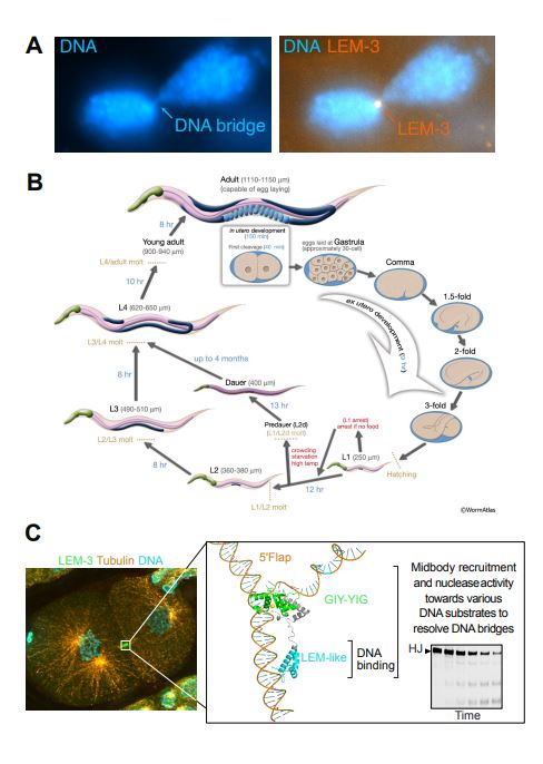 Functional analysis of the LEM-3 protein and the roles of its domains using the C. elegans model.