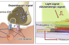 In-sensor-multilevel-image-adjustment-enabled-by-adjustable-synaptic-phototransistors..png