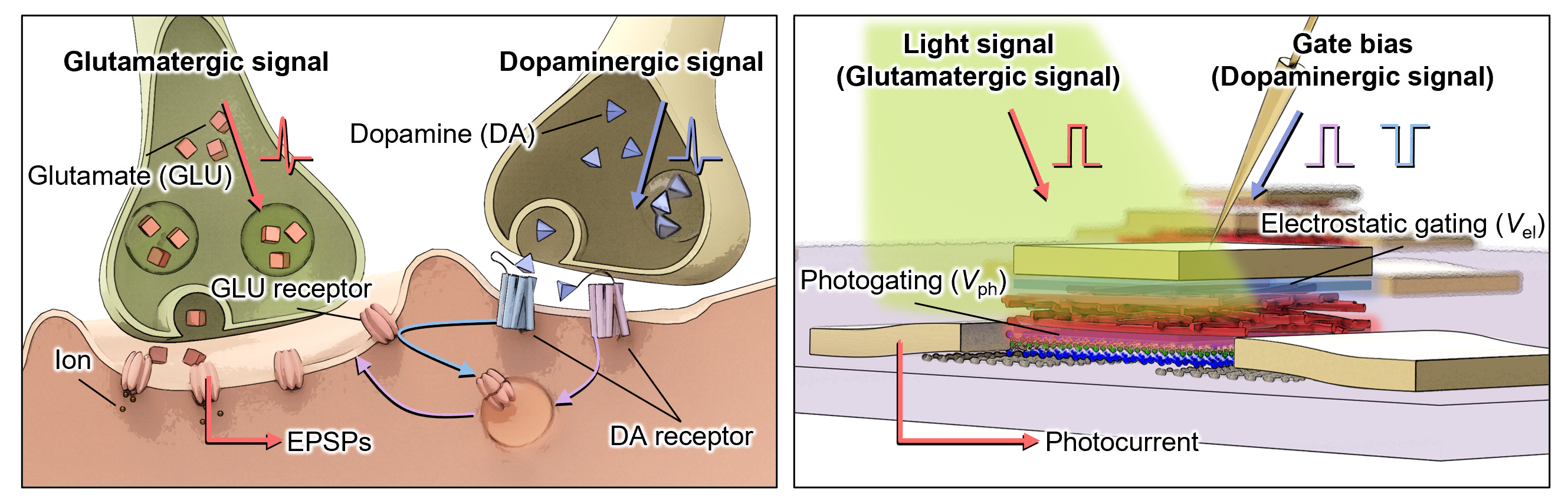 In-sensor multilevel image adjustment enabled by adjustable synaptic phototransistors.