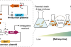 Schematic-representation-of-the-adaptive-laboratory-evolution-ALE-process-using-the-itaconic-acid-specific-biosensor..png