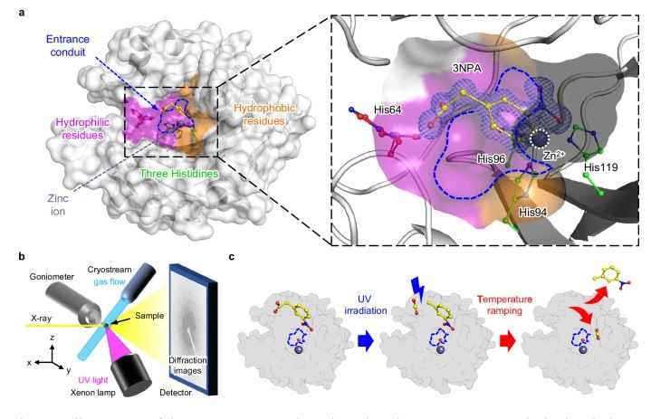 Figure 1. Overall shape of 3NPA-CAII complex and the experimental procedure.