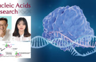 New Discovery Reveals How Two Proteins Collaborate to Detect UV-Induced DNA Damage