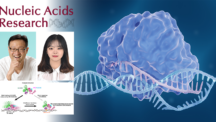 New Discovery Reveals How Two Proteins Collaborate to Detect UV-Induced DNA Damage
