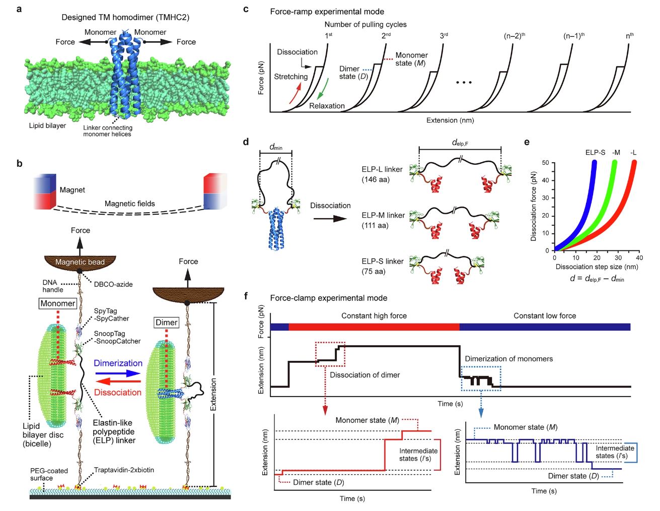 Figure 1. Schematic overview of their single-molecule tweezers and experimental modes.