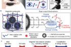 Dual-cross-linking-strategy-and-thermomechanical-actuation-mechanism-of-the-magnetic-artificial-muscles..jpg