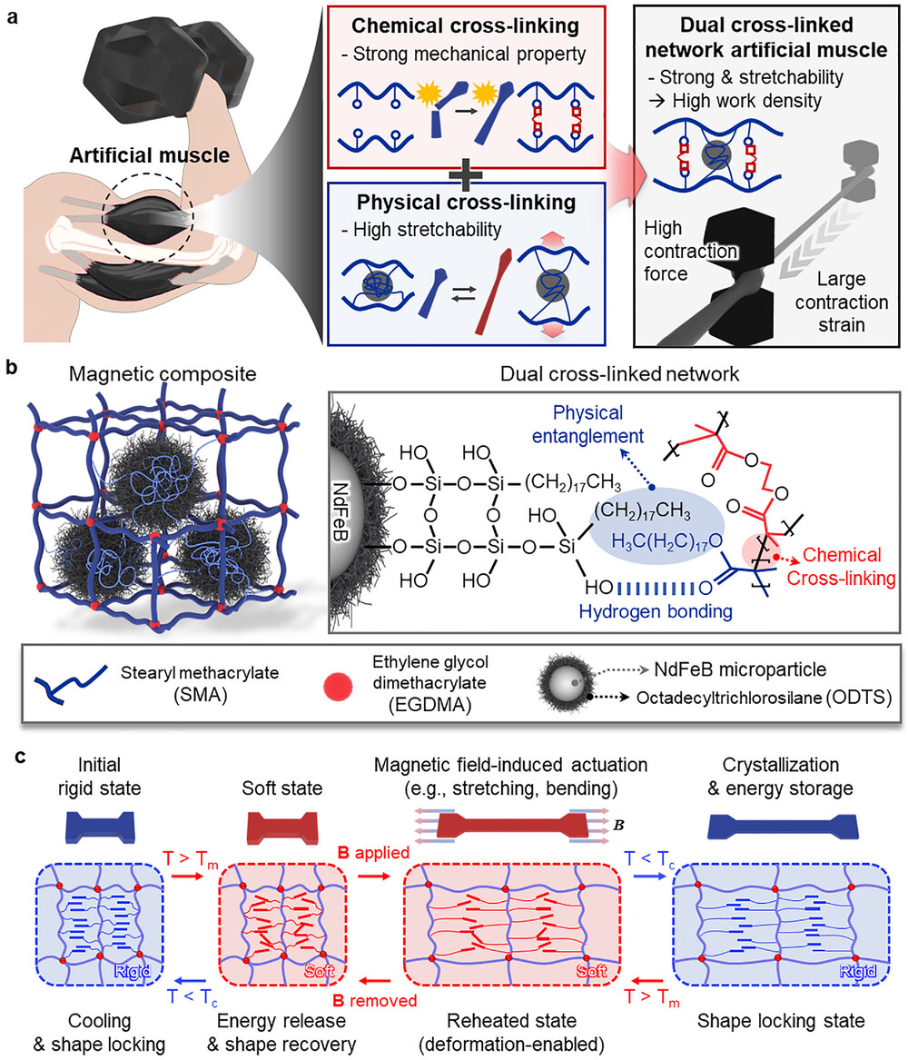 Dual cross-linking strategy and thermomechanical actuation mechanism of the magnetic artificial muscles.