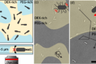 Motile-bacteria-B.-subtilis-immersed-in-an-ATPS-of-DEX-and-PEG-partition-variably-across-the-two-phases-compared-to-nonmotile-ones.png