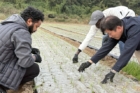 사진-외국인-유학생-모내기.jpg