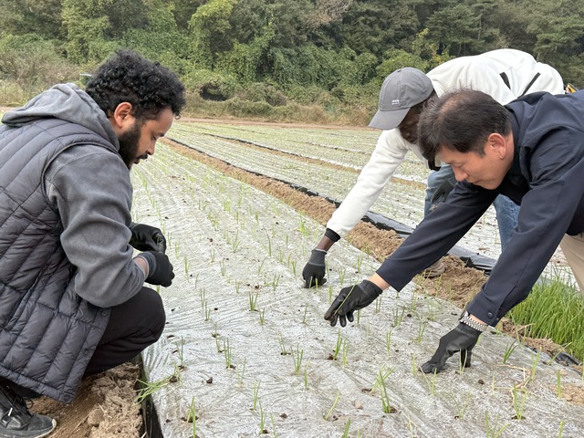 International students eagerly immersed themselves in various farming activities, such as preparing rice seedlings for transplantation. 
