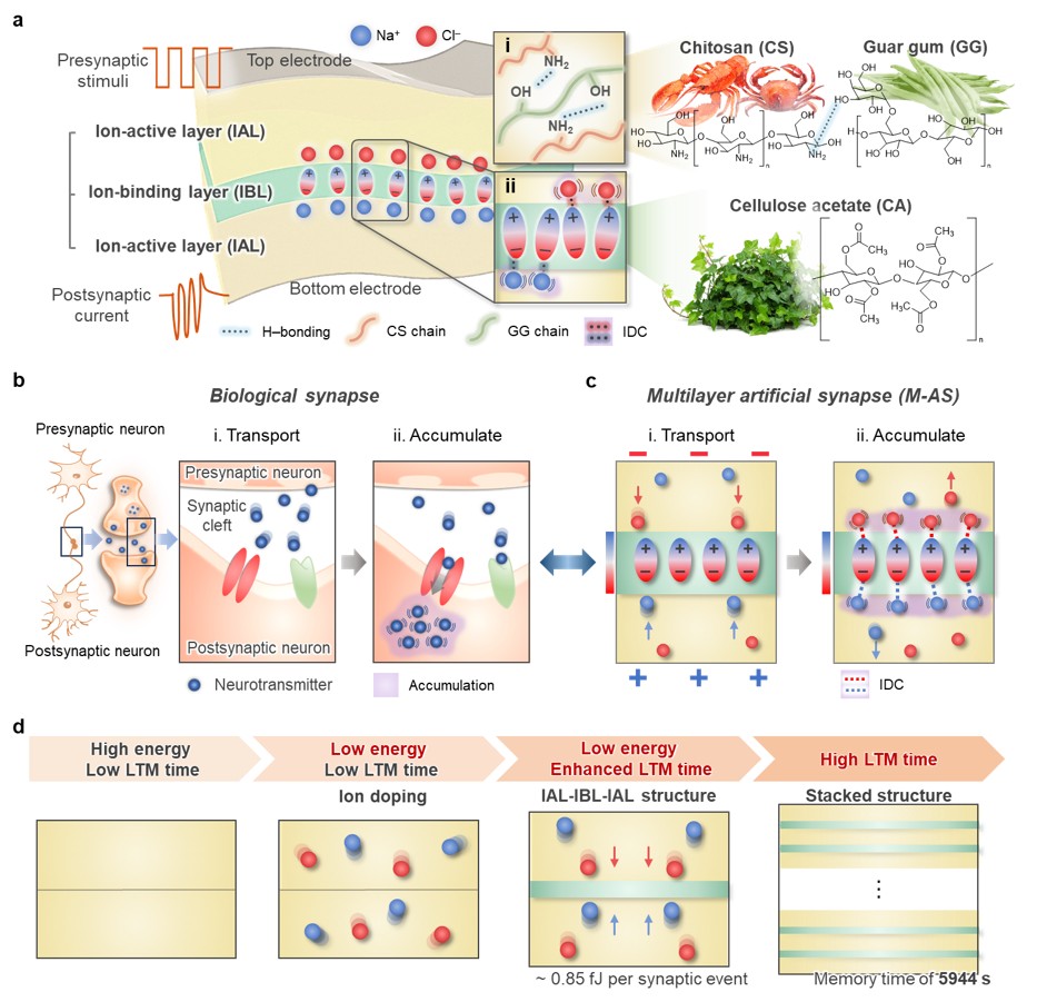 Concept of the biodegradable multilayer artificial synapse.