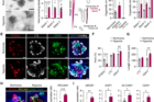 Development-of-kidney-organoids-featuring-extended-and-mature-tubular-structures-under-the-optimized-hypoxic-conditions..jpg