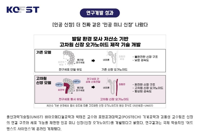 Figure 1. Schematic image, illustrating kidney organoids featuring extended and mature tubular structures under the optimized hypoxic conditions. l Image Credit: KOFST
