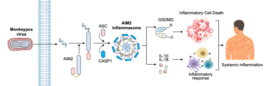 Figure 1. Schematic image, illustrating the overall study.