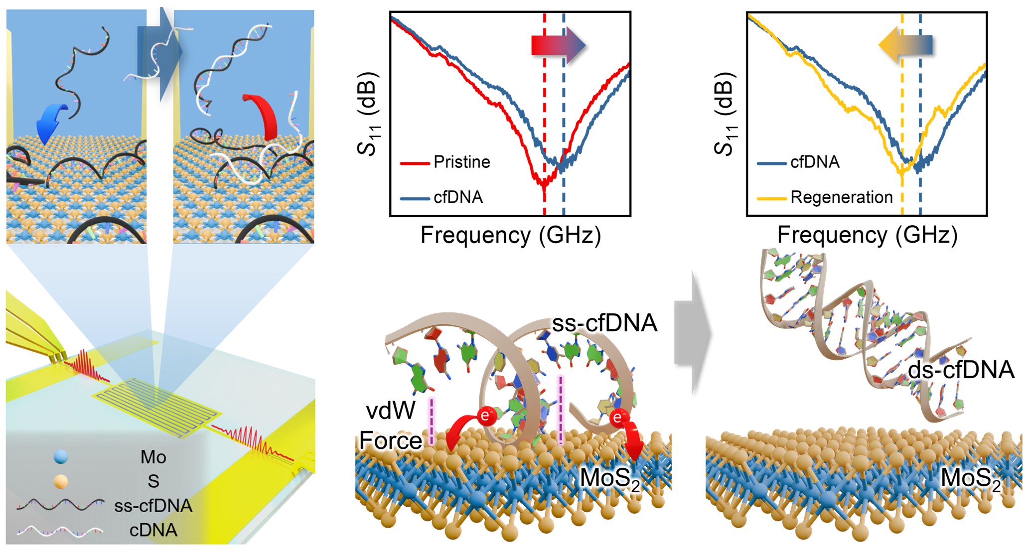 연구그림-재사용-할-수-있는-액체-생검-센서의-구조와-작동-및-재생-과정