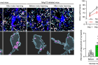 Astrocyte-mediated-synapse-elimination-before-and-after-motor-learning.png