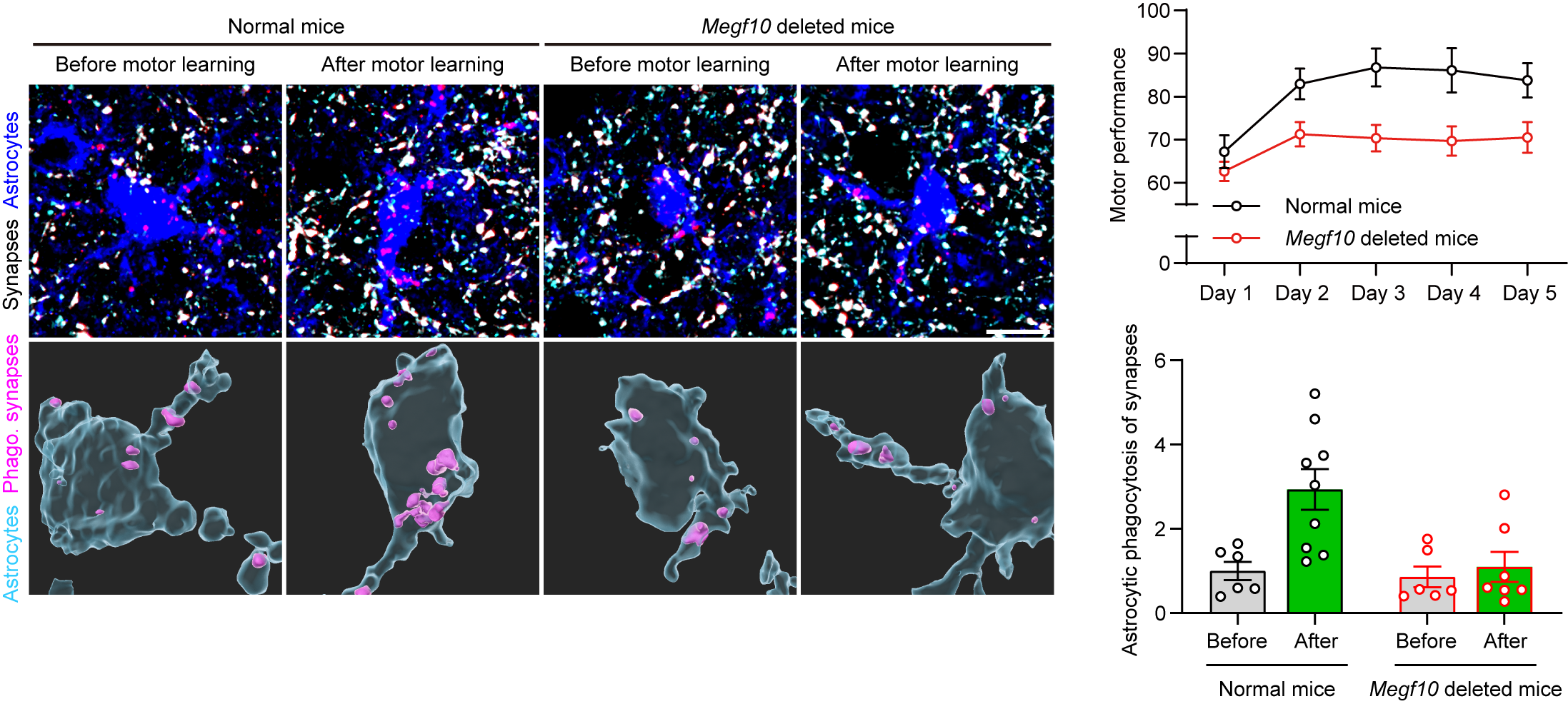 Astrocyte-mediated synapse elimination before and after motor learning