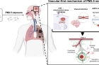 Figure-1.-Schematic-image-illustrating-the-vascular-first-mechanism-of-PM2.5-neurotoxicity..jpg