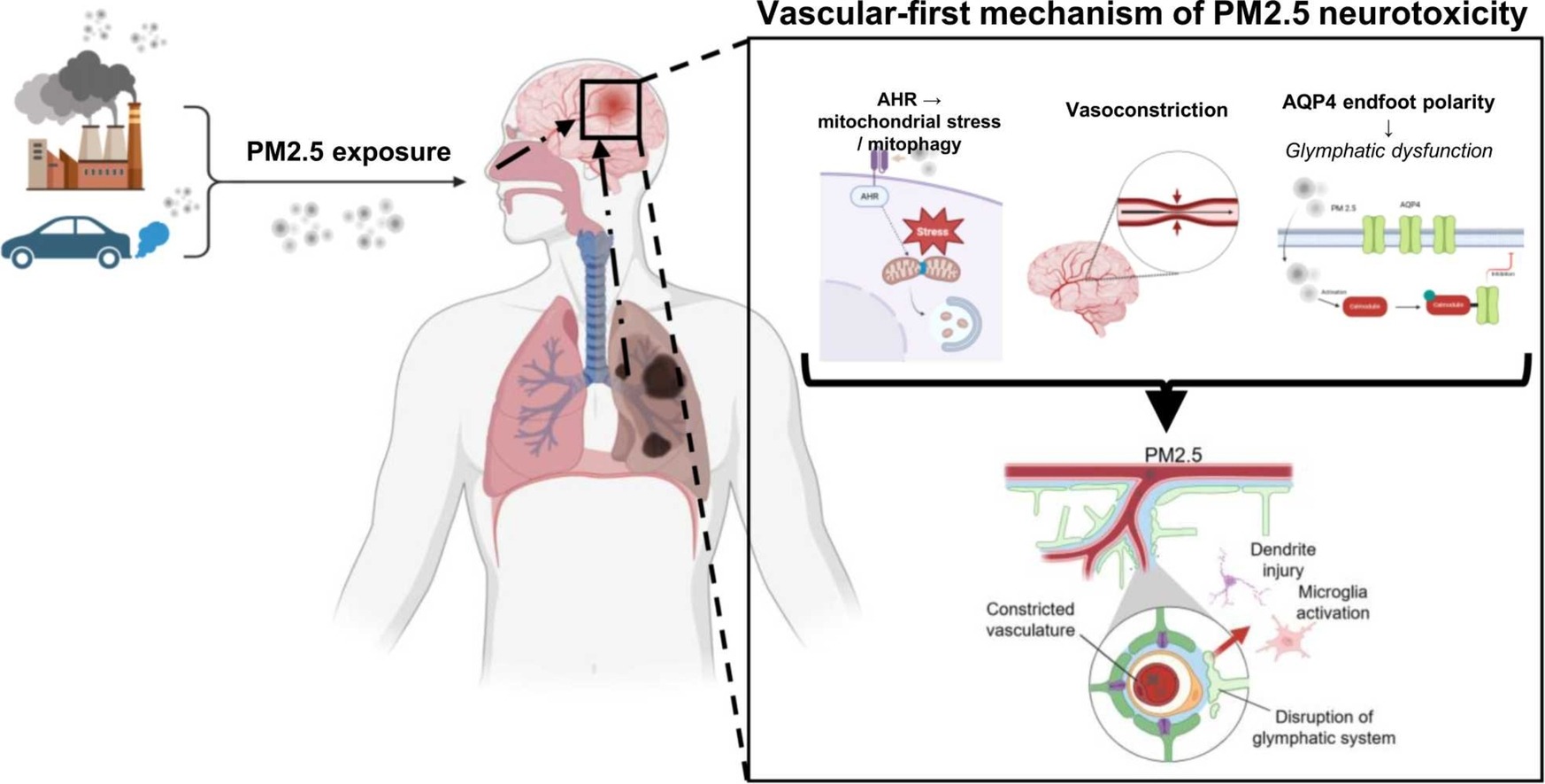 Figure 1. Schematic image, illustrating the vascular-first mechanism of PM2.5 neurotoxicity.